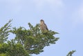 Chimango Caracara in a tree in Patagonia