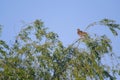 Chimango caracara on a green tree Royalty Free Stock Photo