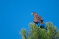 Chimango caracara under the blue sky Royalty Free Stock Photo