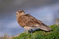 Chimango caracara resting on the coast Royalty Free Stock Photo