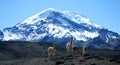 Chimborazo volcano Royalty Free Stock Photo