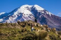 Chimborazo volcano and sheep Royalty Free Stock Photo