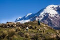 Chimborazo volcano and sheep Royalty Free Stock Photo