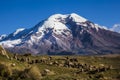 Chimborazo volcano and sheep Royalty Free Stock Photo