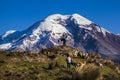 Chimborazo volcano and sheep Royalty Free Stock Photo