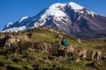 Chimborazo volcano and sheep Royalty Free Stock Photo