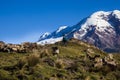 Chimborazo volcano and sheep Royalty Free Stock Photo