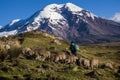 Chimborazo volcano and sheep Royalty Free Stock Photo