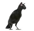 Chimera with Carrion Crowand a head of Oriental Shorthair cat on Royalty Free Stock Photo