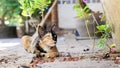 Chimera Cat lying down looking away from camera