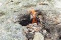 Chimera fire. On the hill near Chirali. Kemer