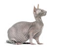 chimera with Grey Sphinx cat and a rat body against white background Royalty Free Stock Photo