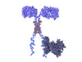 Chimeric antigen receptor CAR