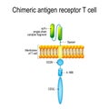 Chimeric antigen receptor T cell CAR Royalty Free Stock Photo