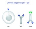 CAR-T, NEST, and Affibody