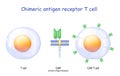 Chimeric antigen receptor T cells. CAR T cells