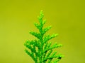 Chimese Arborvitae, Green leaf of Chimese Arborvitae, Orientali Arborvitae and blurred background