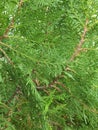 Chimese Arborvitae, Orientali Arborvitae is a herbal pain reliever, fever reducer, hemorrhage, phlegm, cough, diuretic,