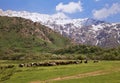 Chimgan mountains, Uzbekistan Royalty Free Stock Photo
