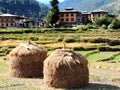 Rice fields enroute Chimi Lhakhang, Bhutan Royalty Free Stock Photo