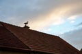 On the chimney above the roof of burnt tiles is a concrete casting stork with a large beak. model bird delights children walking a