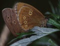 Chimney sweep butterfly