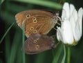 Chimney sweep butterfly