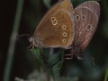 Chimney sweep butterfly Royalty Free Stock Photo
