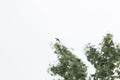 Chimney Swift in Flight Royalty Free Stock Photo