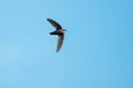 Chimney Swift - Chaetura pelagica