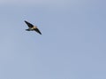 Chimney Swift Royalty Free Stock Photo