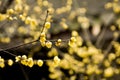 Chimonanthus praecox Royalty Free Stock Photo