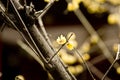 Chimonanthus praecox Royalty Free Stock Photo