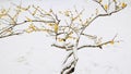 Chimonanthus praecox tree on the snow, wintersweet covered by snow Royalty Free Stock Photo