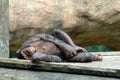 Chimp Chillin' Royalty Free Stock Photo