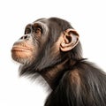 Chimp Chin Captivating Stock Photo Of A Gen Chimpanzee On White Background Royalty Free Stock Photo