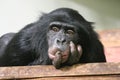 Chimp Common chimpanzee Pan troglodytes ape Royalty Free Stock Photo