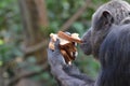 Chimp eats bread Royalty Free Stock Photo
