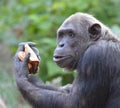 Chimp eats bread 5 Royalty Free Stock Photo