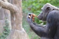 Chimp eats bread 2 Royalty Free Stock Photo
