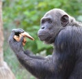 Chimp eats bread 4 Royalty Free Stock Photo