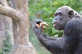 Chimp eats bread 3 Royalty Free Stock Photo