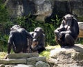 Chimp family portrait