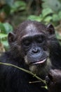 Chimp feeding on vines Royalty Free Stock Photo
