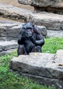 Chimp gestures with his hands Royalty Free Stock Photo