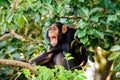 Chimp having a good laugh Royalty Free Stock Photo
