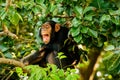 Chimp having a good laugh Royalty Free Stock Photo