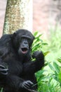 Chimp With His Lips Puckered to Make Noises Royalty Free Stock Photo