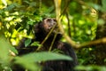 A chimp looking in the air in the Kibale forest Royalty Free Stock Photo