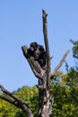 Chimp monkey